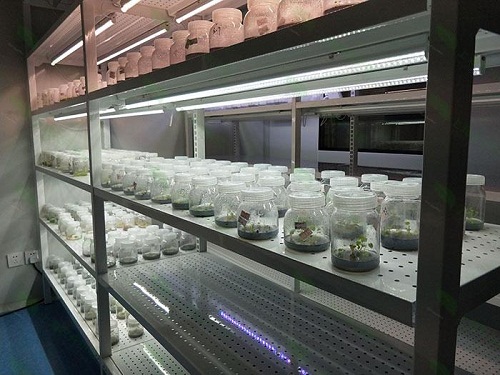 乌达植物组织培养实验室设计建设方案